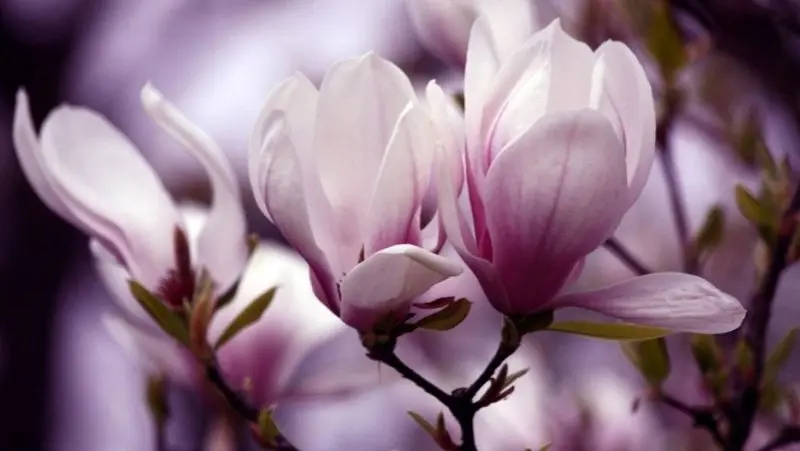 Magnolia màu tím đầy quyến rũ