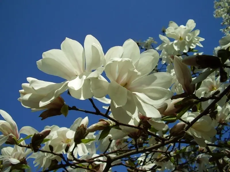 Vẻ đẹp nguyên sơ của Magnolia trắng