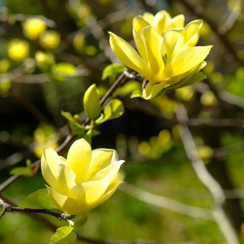 Magnolia màu vàng có ý nghĩa của năng lượng tích cực và may mắn, như mặt trời, mang đến một khởi đầu mới tốt cho gia đình.