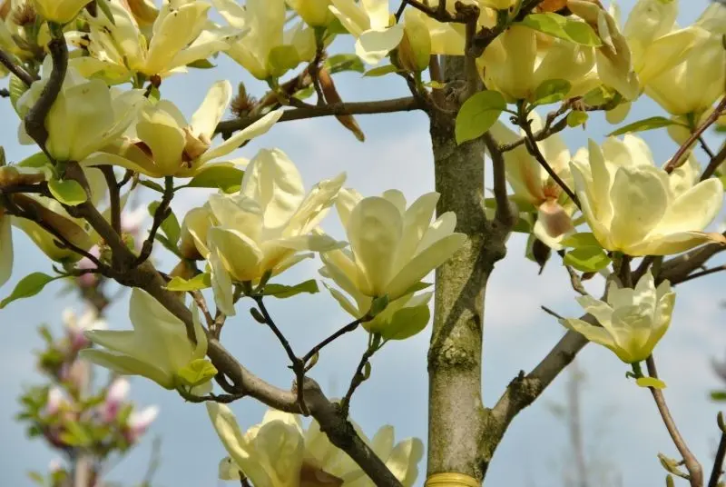 Golden Magnolia tự hào thể hiện