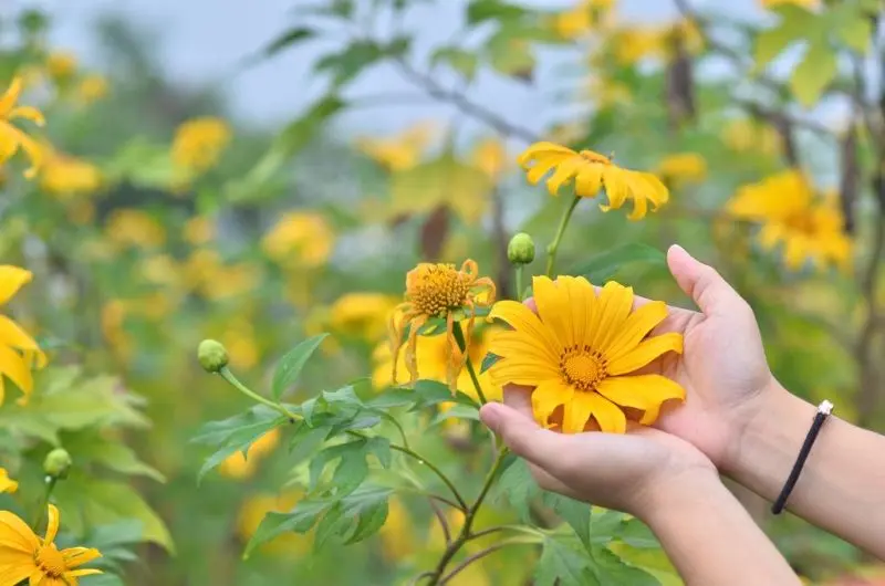 Mùa nở hoa hoang dã thể hiện màu vàng