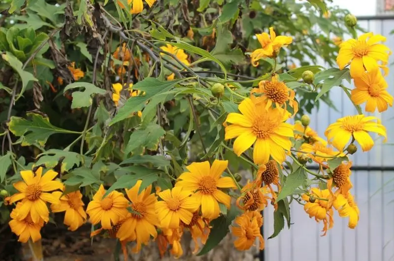 BA VI trong mùa Wildflowers - Hình ảnh tự nhiên