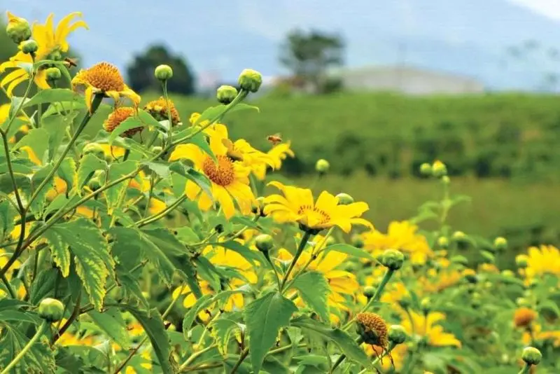 Ba VI đẹp và lung linh trong mùa hoa hoang dã