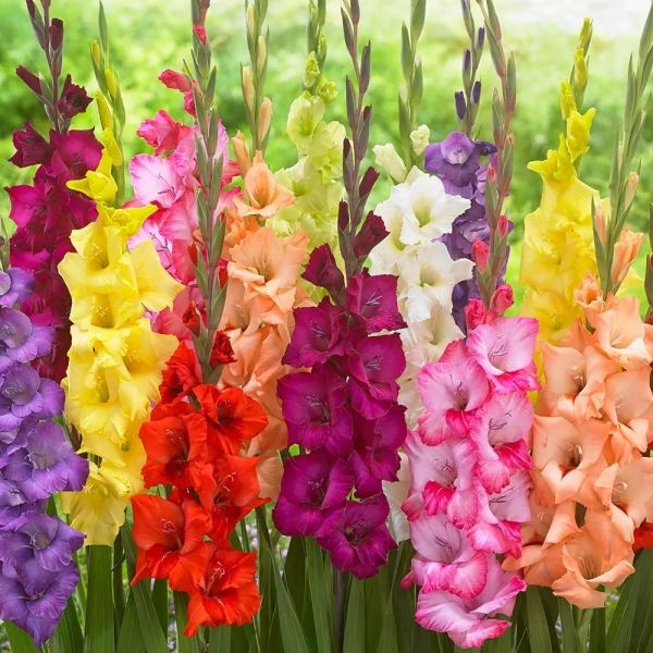 Vẻ đẹp tinh tế của hình ảnh Gladiolus trong ánh nắng đầu tiên