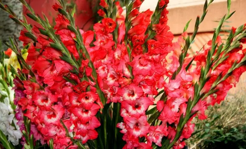 Màu sắc hài hòa trong hình ảnh Gladiolus đầy sức sống