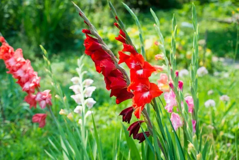 Mỗi cánh hoa trong hình ảnh Gladiolus tạo ra một vẻ đẹp thanh lịch