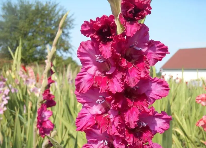 Sự quyến rũ của hình ảnh Gladiolus thu hút mọi ánh mắt