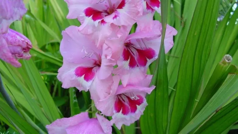 Vẻ đẹp của Gladiolus rất nhẹ nhàng và thanh lịch