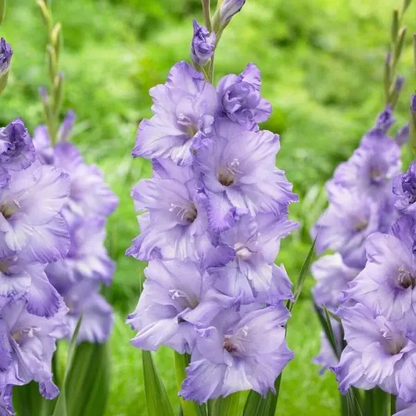 Purple Gladiolus là một điểm nổi bật độc đáo cho khu vườn