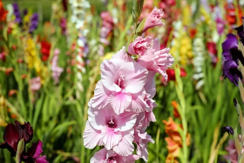 Tinh tế và thanh lịch với những bức ảnh Gladiolus đẹp