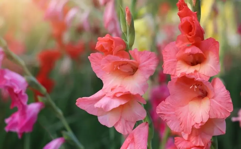 Vẻ đẹp quyến rũ của hoa gladiolus thu hút đôi mắt