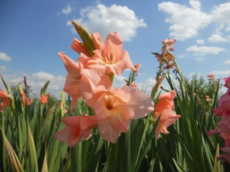 Phong cảnh ngọt ngào hơn với Gladiolus