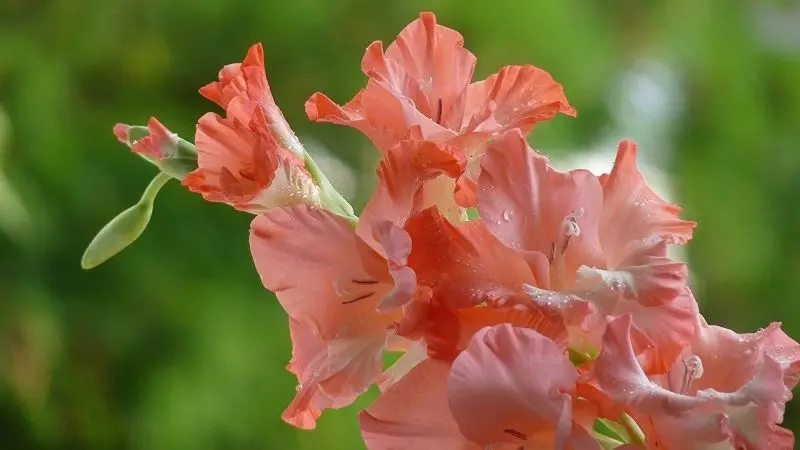 Gladding Gladiolus tỏa sáng, tạo ra các tính năng thuần túy