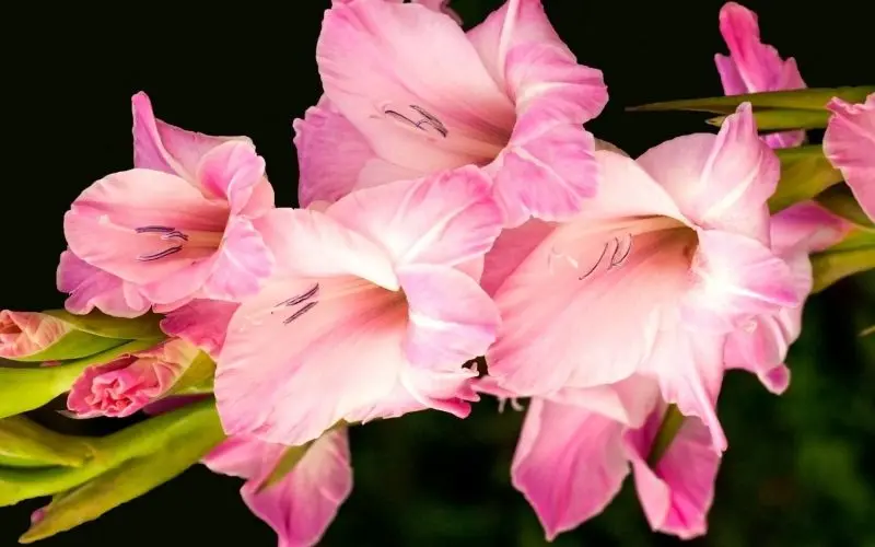 Vẻ đẹp của Gladiolus rất nhẹ nhàng nhưng không kém phần nổi bật