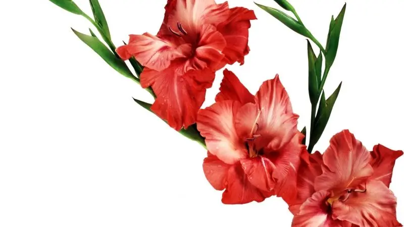 Điểm nổi bật của hình ảnh Gladiolus trong Vườn hoa rực rỡ