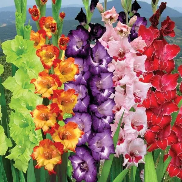 Vẻ đẹp tự nhiên của hình ảnh Gladiolus quyến rũ mọi người