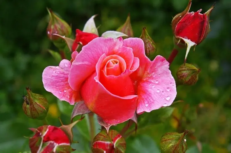 Avatar Rose, nhẹ nhàng nhưng đầy quyến rũ