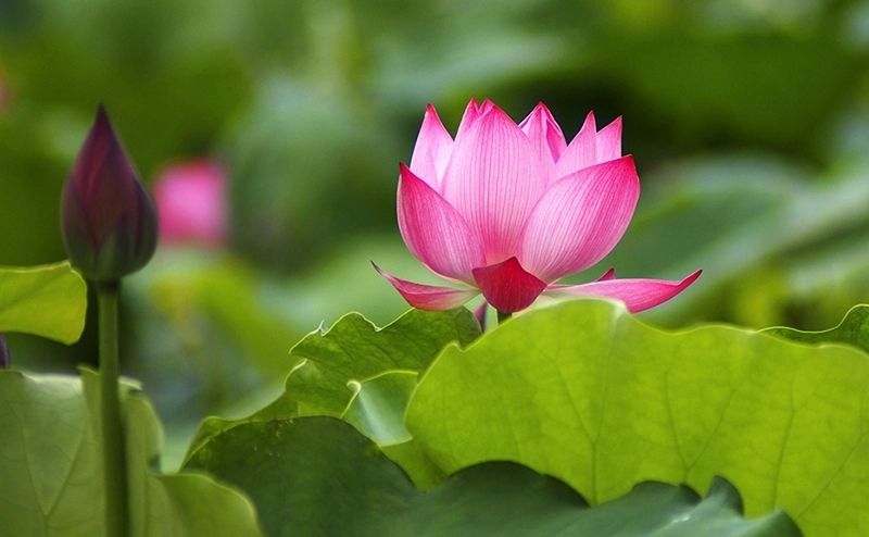 Avatar Lotus, Biểu tượng của sự thuần khiết và hòa bình