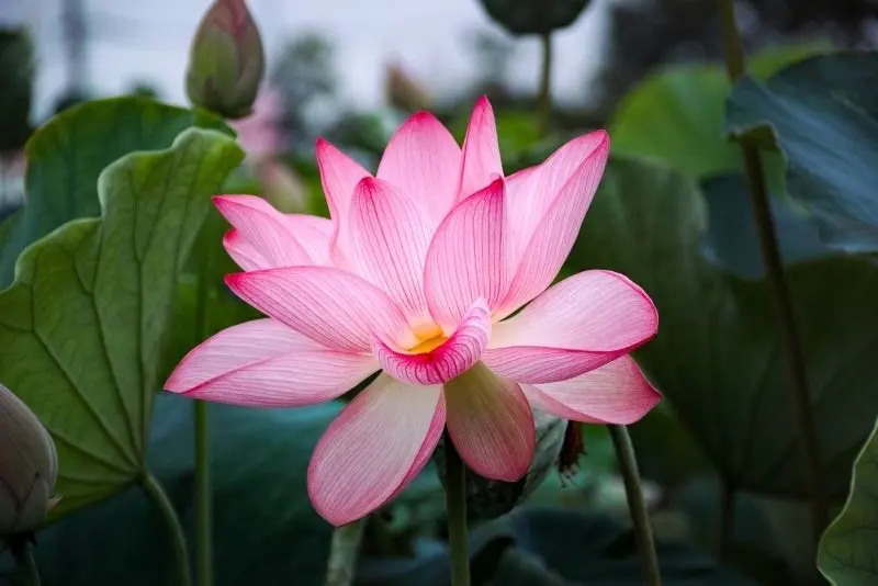 Lotus Avatar, Lựa chọn lý tưởng cho các linh hồn yêu thích sự đơn giản