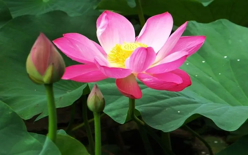 Avatar Lotus, phong cách đơn giản nhưng không kém phần nổi bật