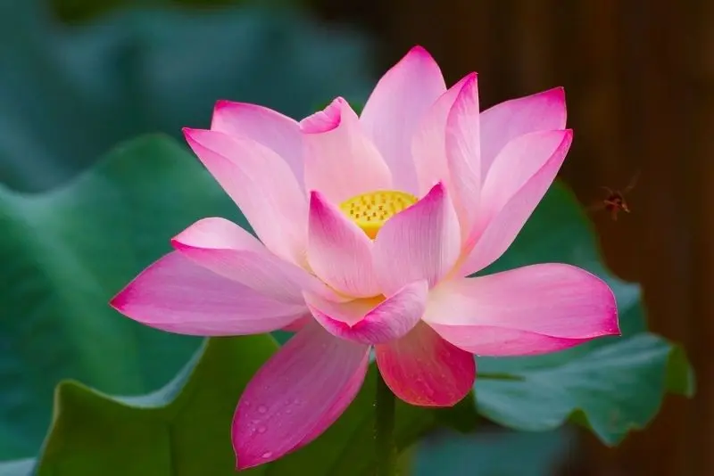 Hình ảnh của Avatar Lotus, lan truyền hòa bình và thuần khiết