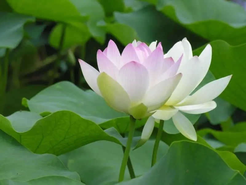 Avatar Lotus, sự lựa chọn hoàn hảo để thể hiện ân sủng