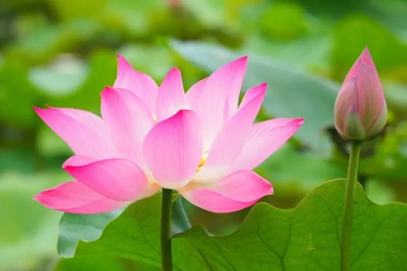 Hình ảnh của Avatar Lotus, phù hợp cho tất cả các không gian sống và làm việc