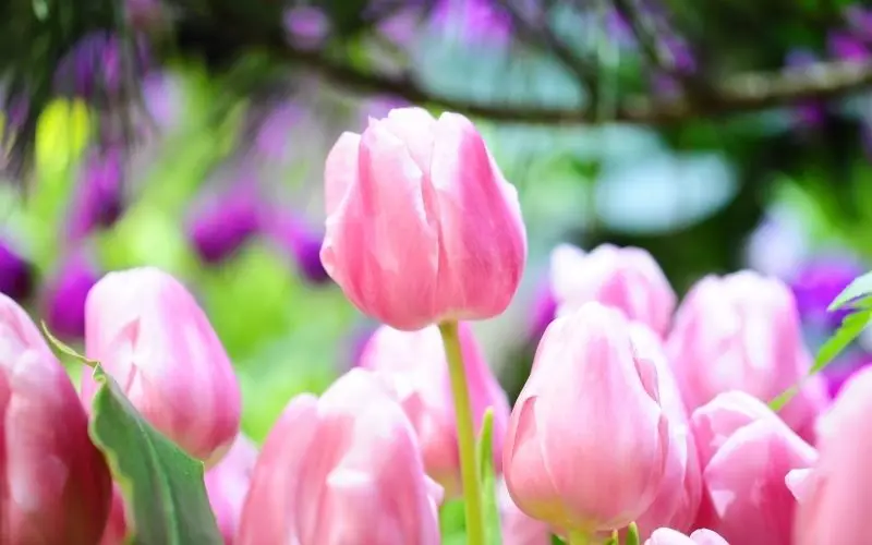 Tulip Flower Avatar, Biểu tượng của tình yêu và sự hoàn hảo