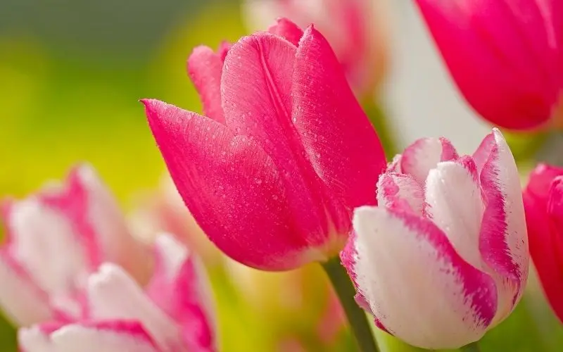 Hình nền Avatar Tulip, tượng trưng cho sự tái sinh và hy vọng