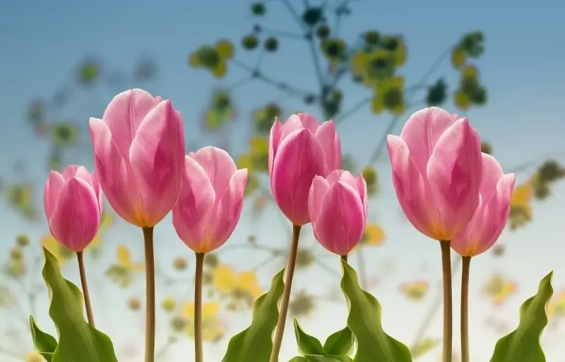 Hình ảnh của Tulip Avatars, mang lại sự tươi mới và độc đáo