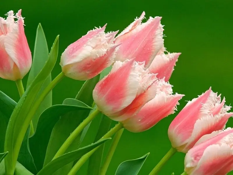 Tulip Avatar, phong cách nổi bật cho những người yêu thích sự khác biệt