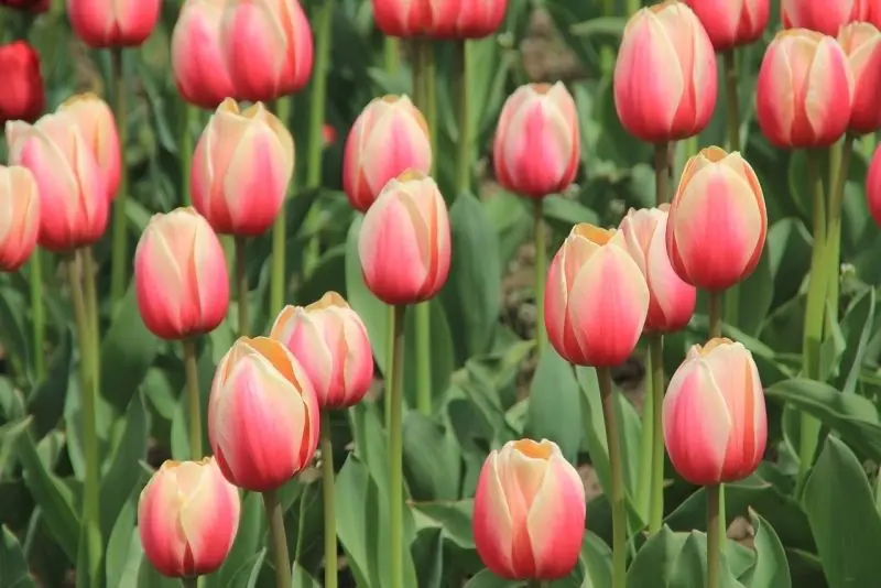 Tulip Flower Avatar, thiết kế đẹp với thiên nhiên châu Âu