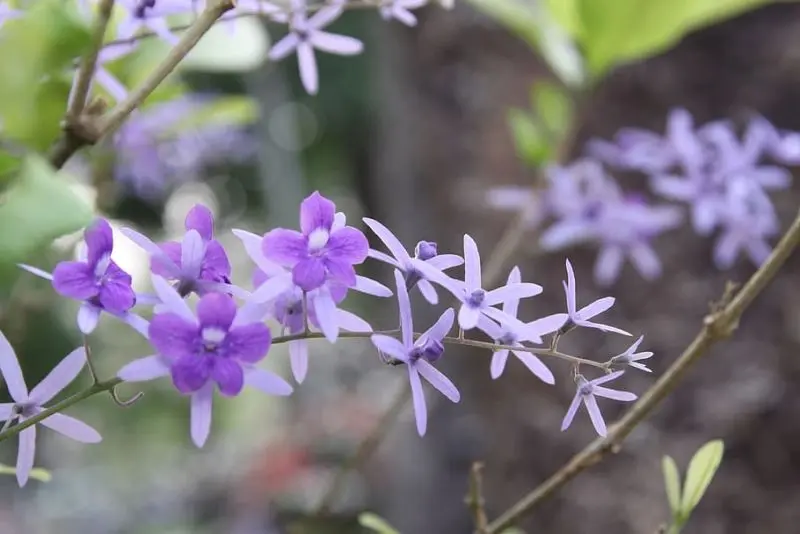 Thai Green Apricot Blossom với màu xanh lá cây tươi