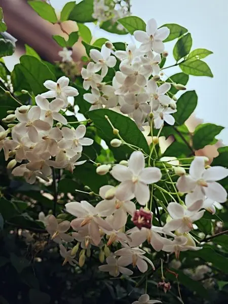 Apricot Blossom tỏa sáng nhẹ nhàng