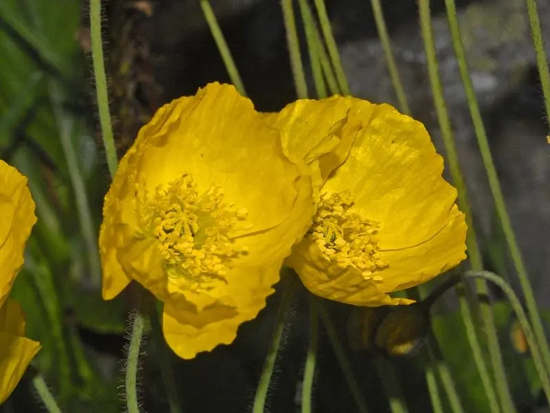 Anh Tuc Flower Shine