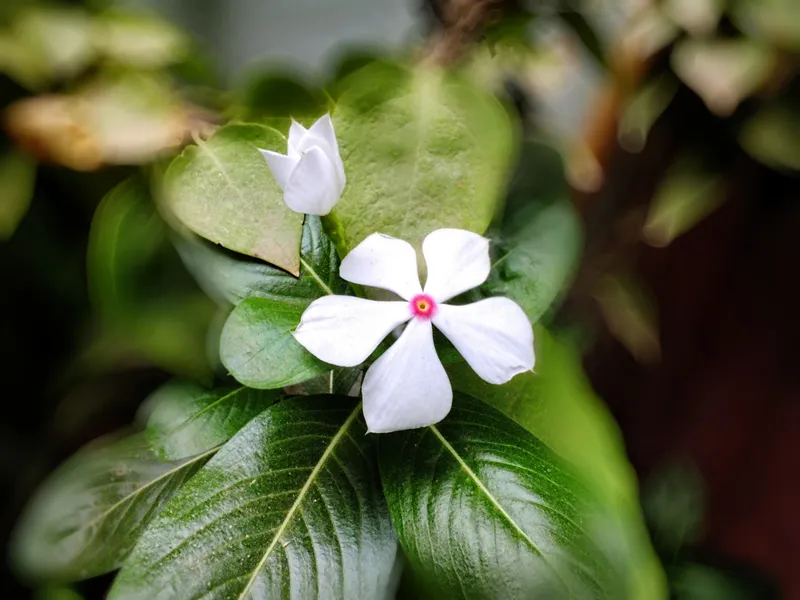 Hoa dừa nông trong bình minh