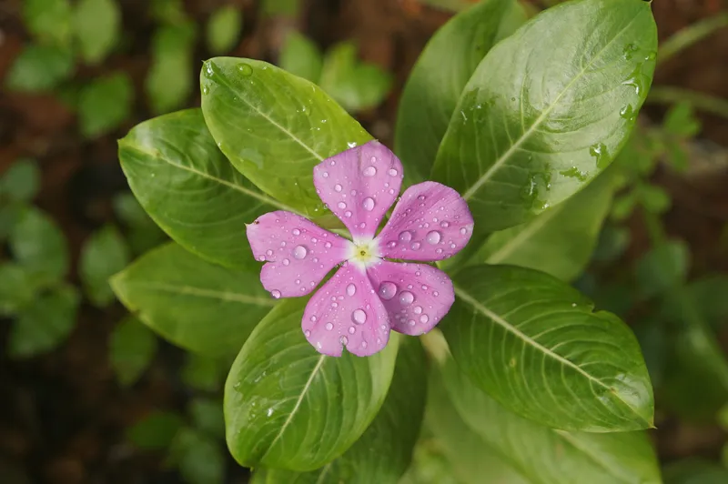 Hoa dừa nông tươi