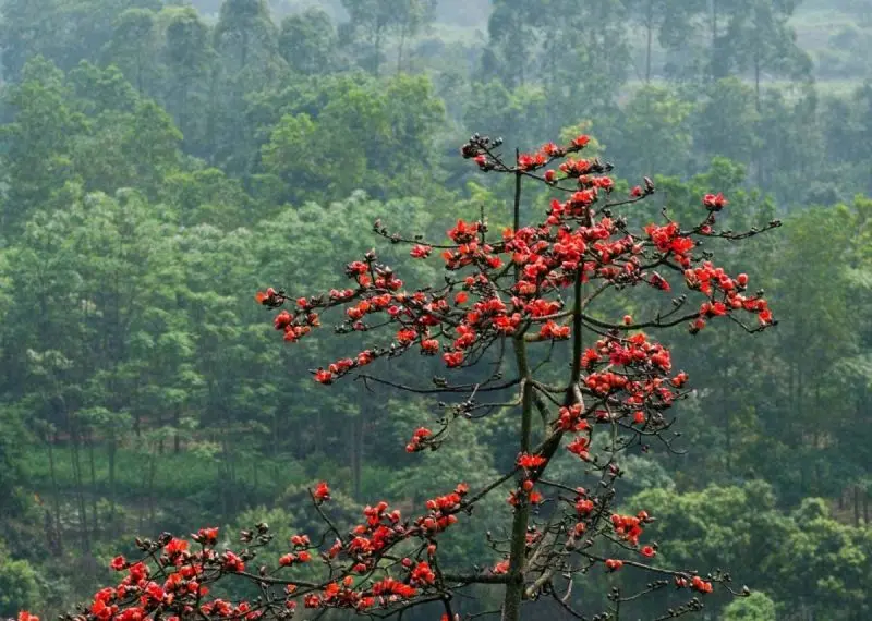 Vẻ đẹp lãng mạn của hoa gạo ở giữa ánh nắng mùa xuân