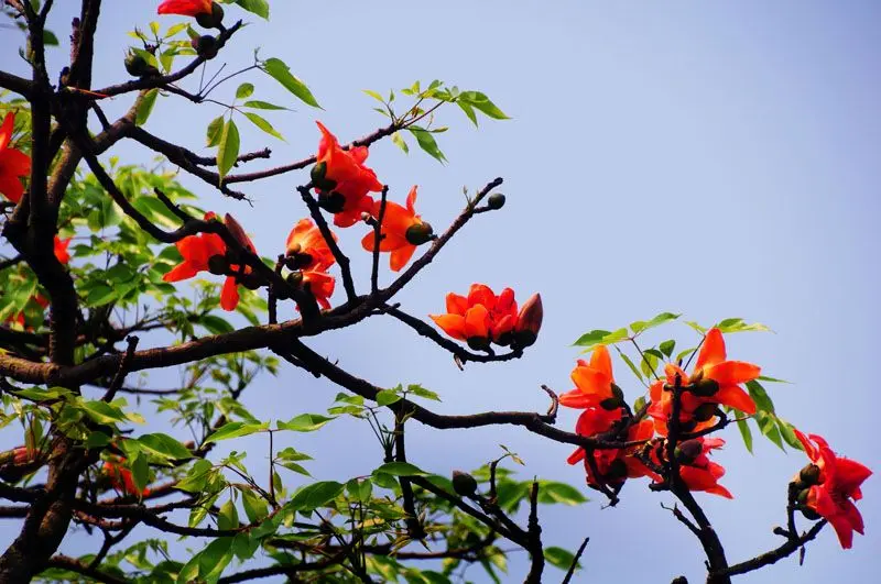 Ảnh của Rice Flower Shining vào mùa xuân