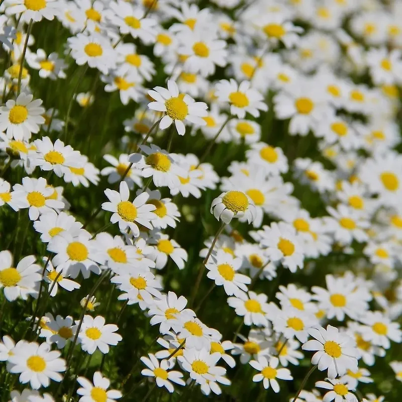 Chrysanthemum màu trắng thanh lịch