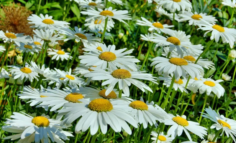 Chrysanthemum trắng đầy sức sống