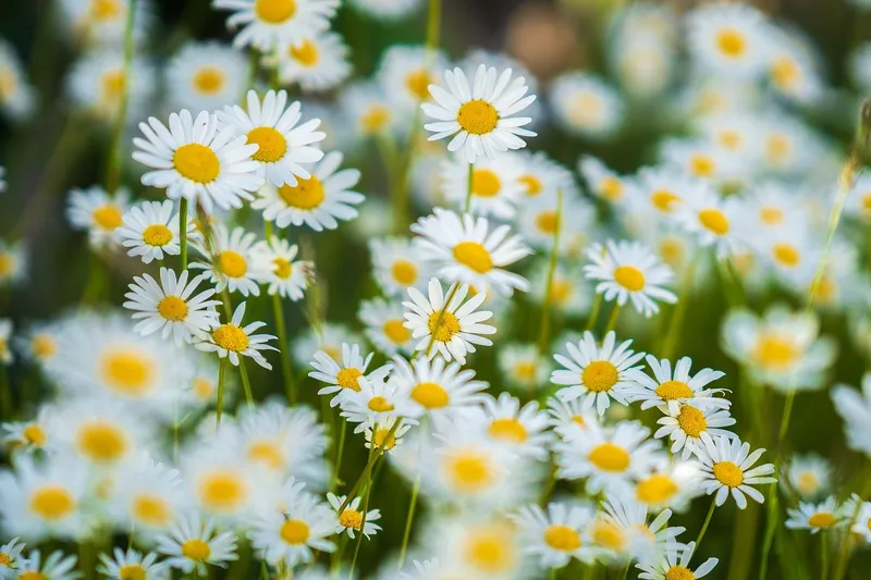 White Mi Daisy Garden Blooms