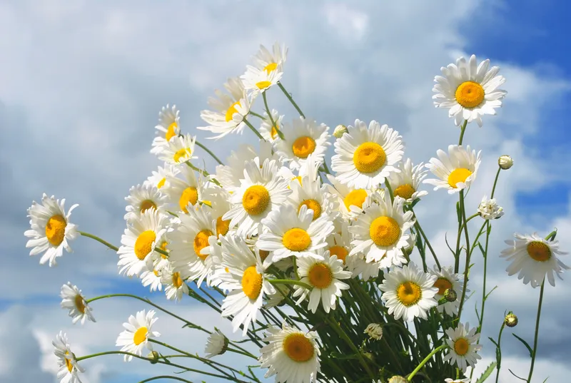 Chrysanthemum trắng ở giữa không gian xanh