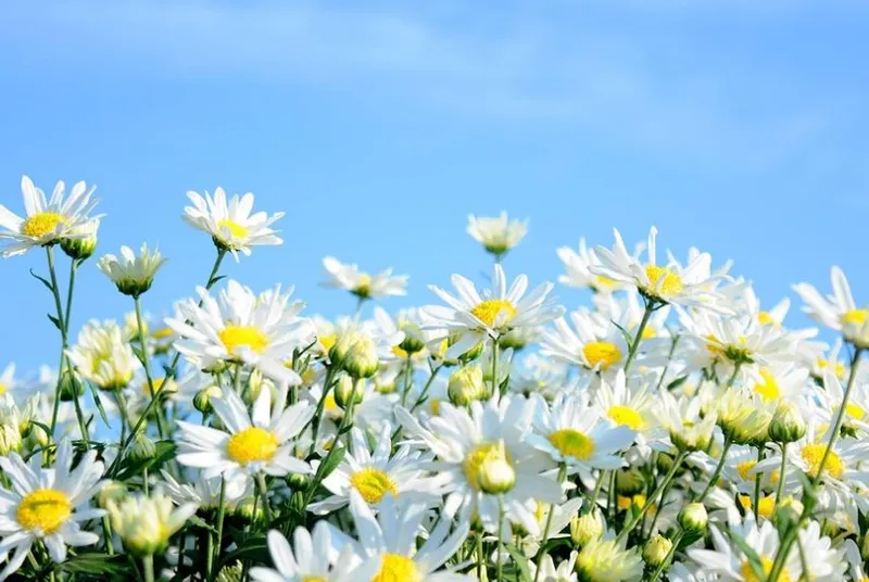 Chrysanthemum trắng hoa cúc