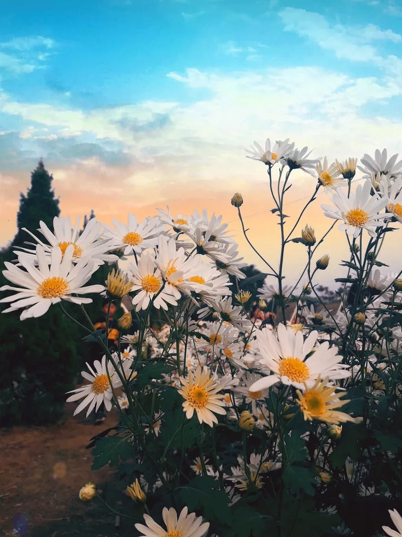 Đóng -up chrysanthemum lông mi trắng