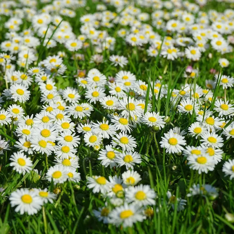 Chrysanthemum màu trắng phát ra hương thơm nguyên chất