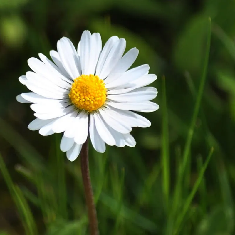 White Chrysanthemum Chrysanthemum tạo ra vẻ đẹp nguyên sơ