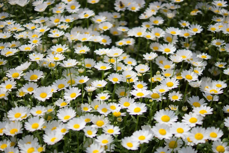 White Mi Daisies nở đều trong ngày mới