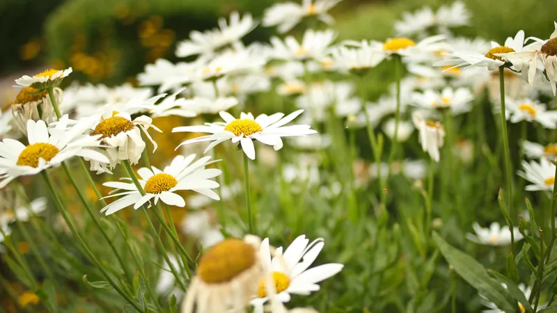 The Fragile White Mi Daisies