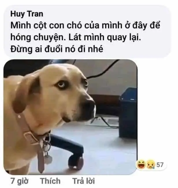 Meme vui nhộn mang lại niềm vui